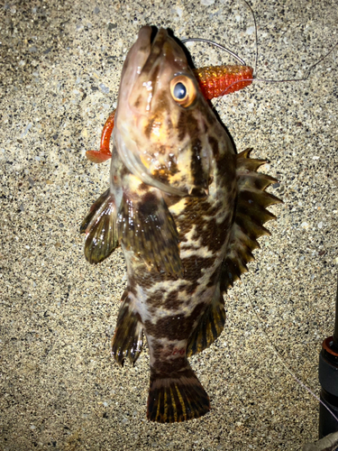 タケノコメバルの釣果