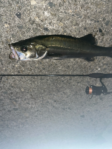 フッコ（ヒラスズキ）の釣果