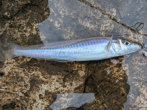 シロギスの釣果