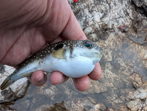 クサフグの釣果