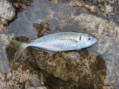 マアジの釣果