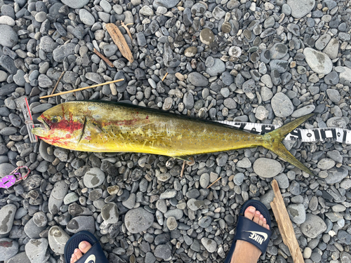 シイラの釣果