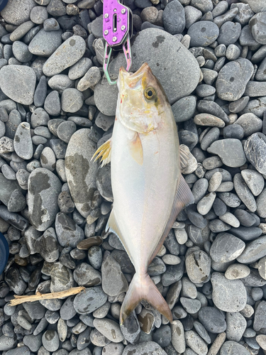 ショゴの釣果