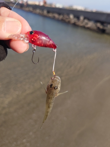 ハゼの釣果