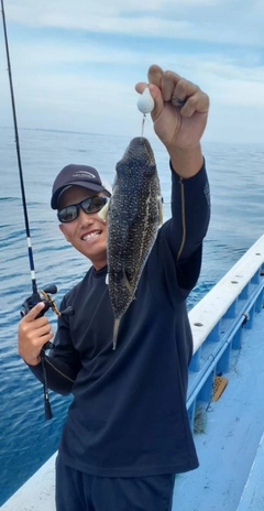 ショウサイフグの釣果