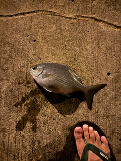 イスズミの釣果