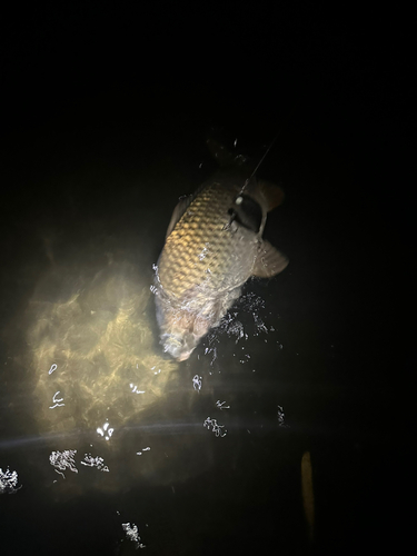 コイの釣果