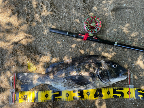 チヌの釣果