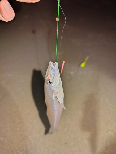 キスの釣果