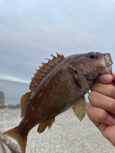 エゾメバルの釣果