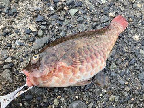 ブダイの釣果