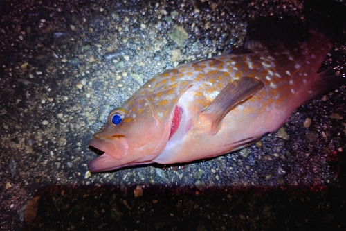 アコウの釣果