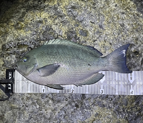 クチブトグレの釣果