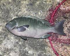 クチブトグレの釣果