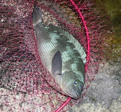 クチブトグレの釣果