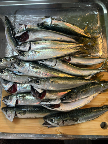 サバの釣果