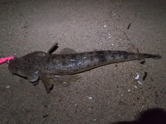 マゴチの釣果