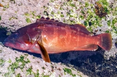 アカハタの釣果