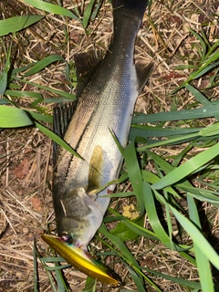 セイゴ（マルスズキ）の釣果