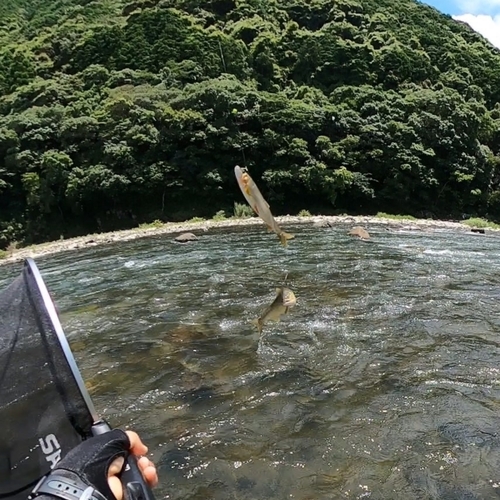 アユの釣果