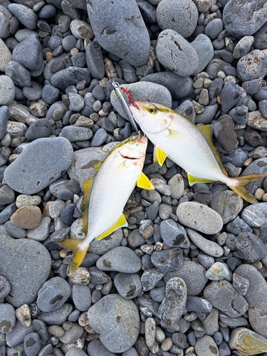 ショゴの釣果