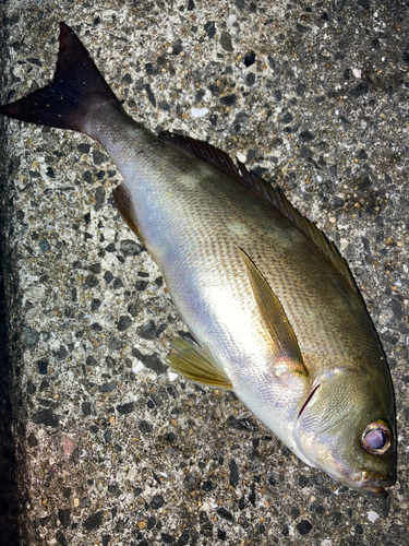 イサキの釣果