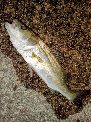 セイゴ（マルスズキ）の釣果