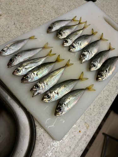 アジの釣果