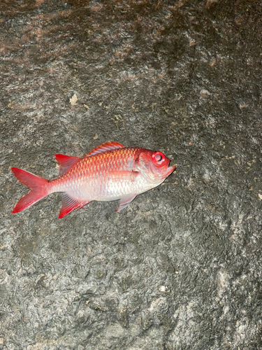 ナミマツカサの釣果