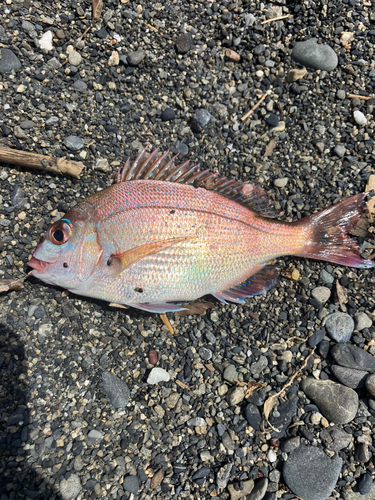 チャリコの釣果