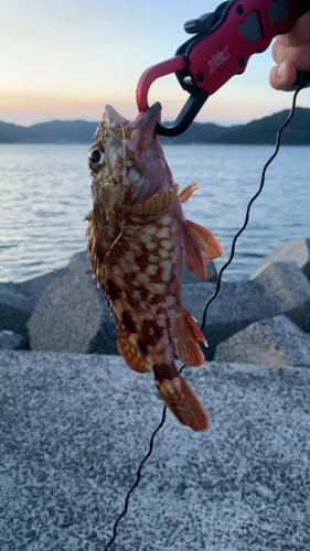 アラカブの釣果