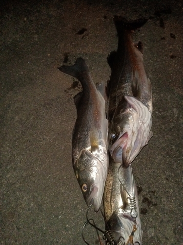 シーバスの釣果