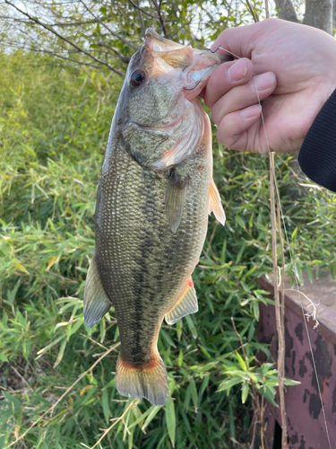 ラージマウスバスの釣果