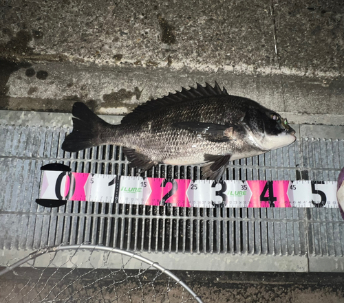 クロダイの釣果