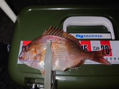 マダイの釣果