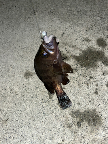 メバルの釣果