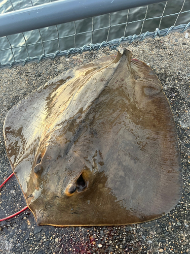 アカエイの釣果