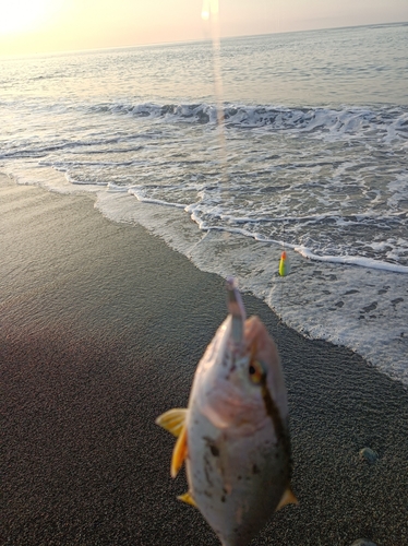 ショゴの釣果