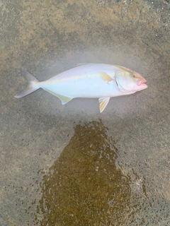 ショゴの釣果