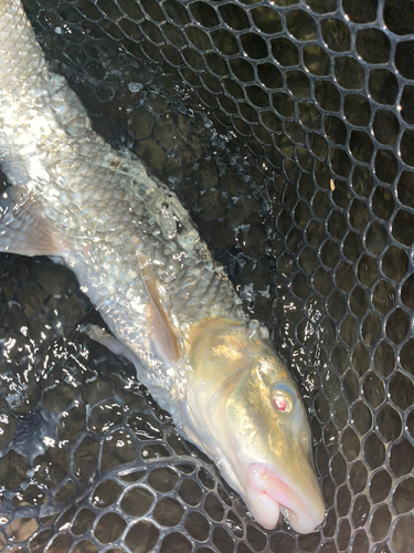 ニゴイの釣果