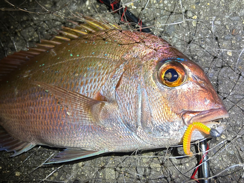 マダイの釣果