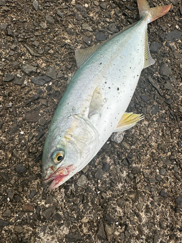 ツバスの釣果