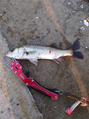 セイゴ（マルスズキ）の釣果