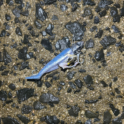 ヤマトカマスの釣果