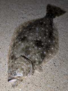 ヒラメの釣果