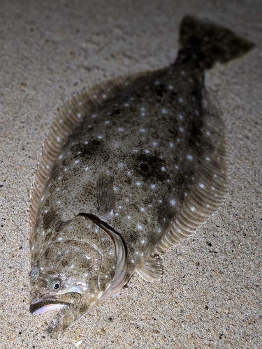 ヒラメの釣果