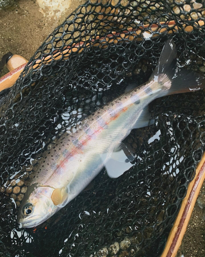 ヤマメの釣果