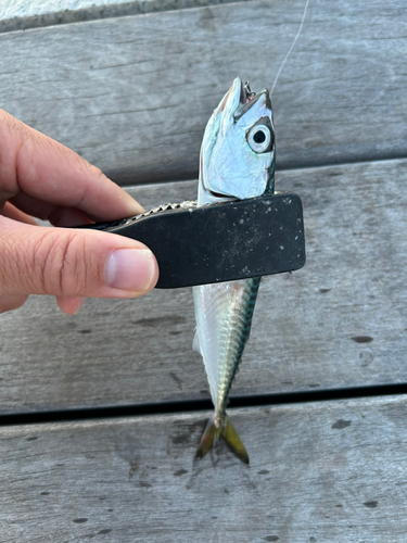 サバの釣果