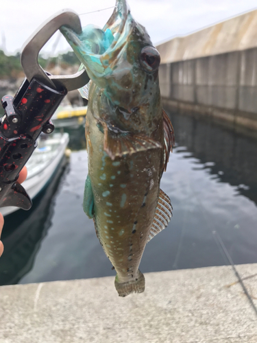 アナハゼの釣果