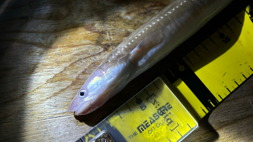 アナゴの釣果